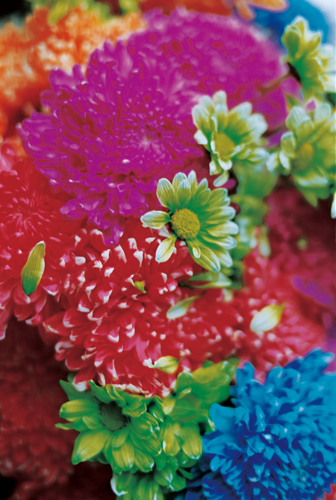 蜷川実花展　―地上の花、天上の色―