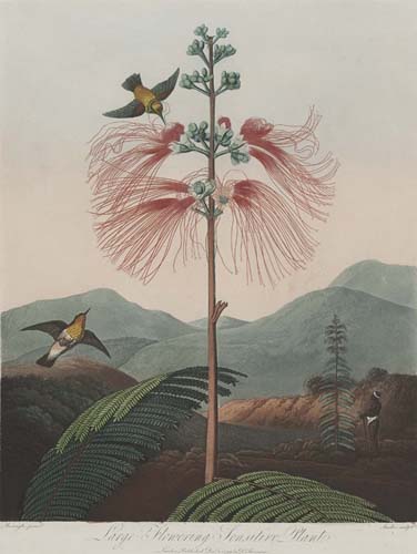 永遠（とわ）に花咲く庭　17-19世紀の西洋植物画