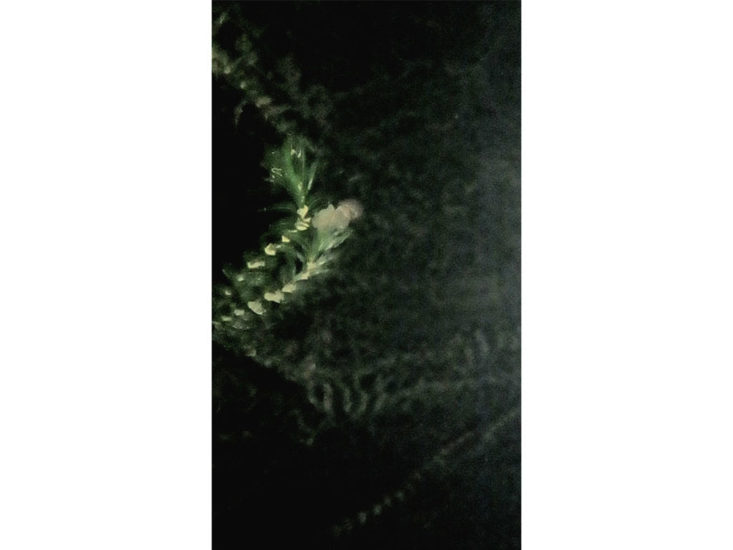 Still video, Anne-Charlotte Finel　Fosse　2018