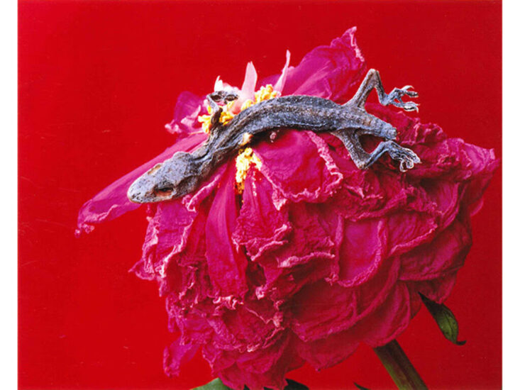 荒木経惟　"COLOURSCAPES"　1991/2006