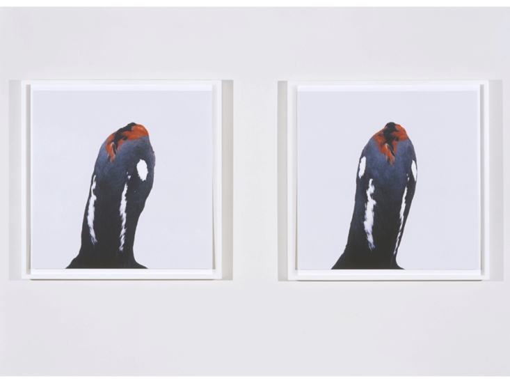 Roni Horn　"bird" (detail)　1998/2008