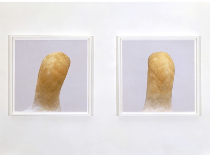 Roni Horn　"bird" (detail)　1998/2008