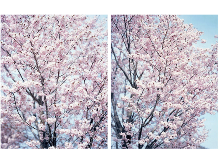 鈴木理策　"SAKURA 21, 4-597, 4-598"　2021