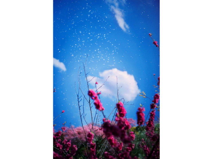 Mika Ninagawa　花、瞬く光 Flowers, Shimmering Light　2021