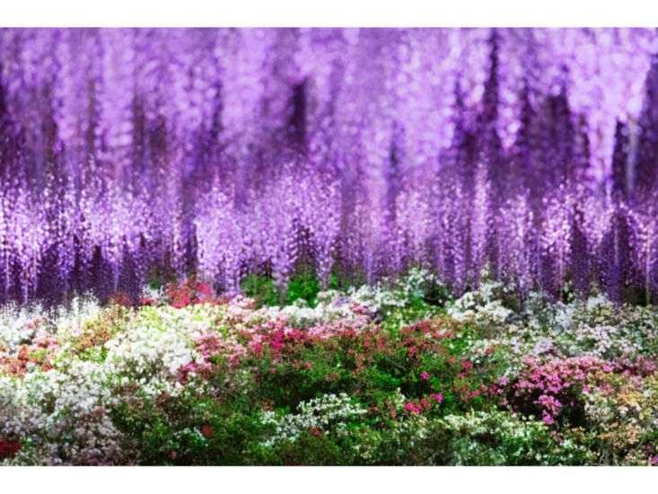 Mika Ninagawa　花、瞬く光 Flowers, Shimmering Light　2021