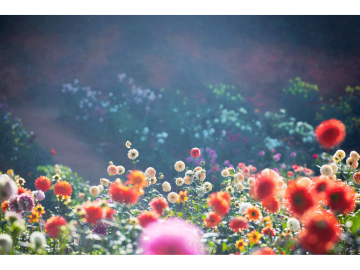 Mika Ninagawa　花、瞬く光 Flowers, Shimmering Light　2021