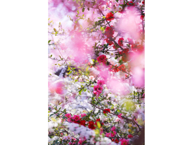 Mika Ninagawa　花、瞬く光 Flowers, Shimmering Light　2022