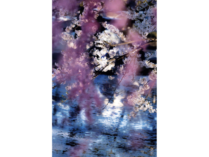 Mika Ninagawa　花、瞬く光 Flowers, Shimmering Light　2022