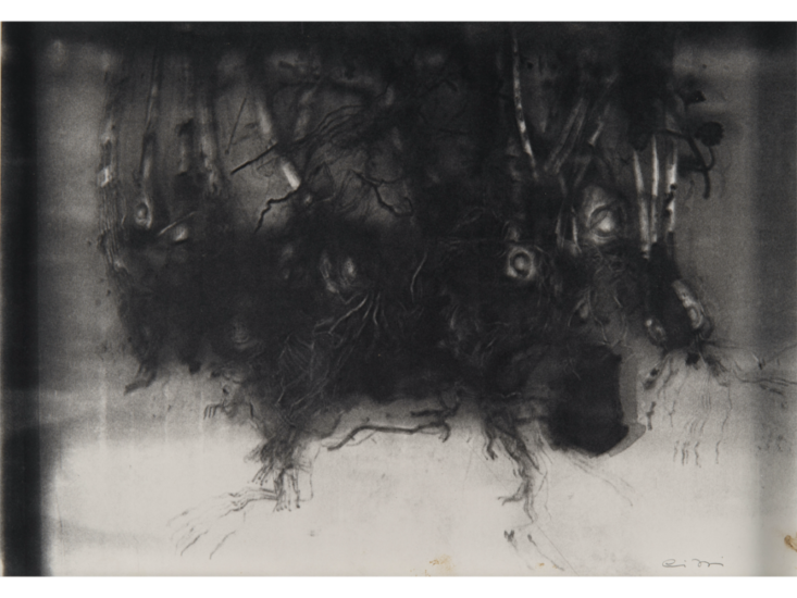 Pati Hill　Untitled (plant bulbs)　1990