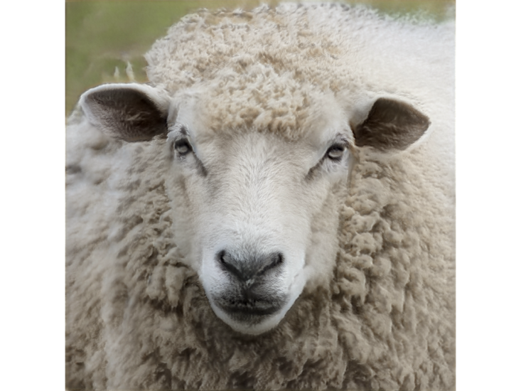片山博文　sheep 0130