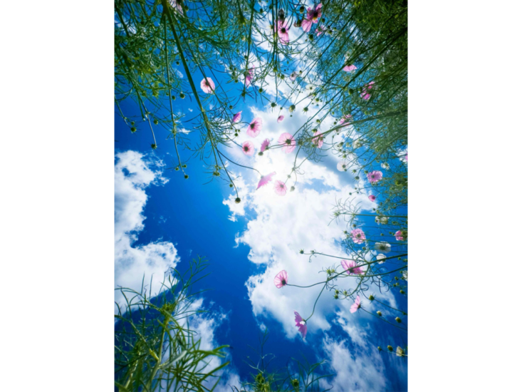 Mika Ninagawa　"無題／Untitled"　2023