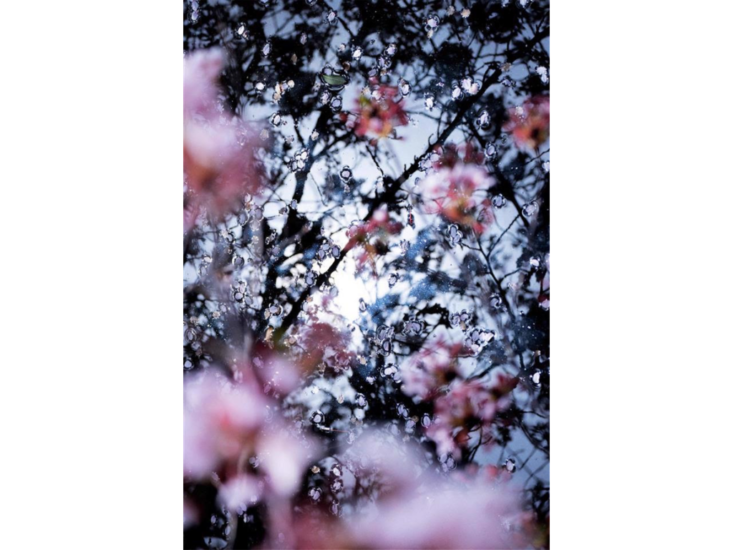 Mika Ninagawa　"無題／Untitled"　2023