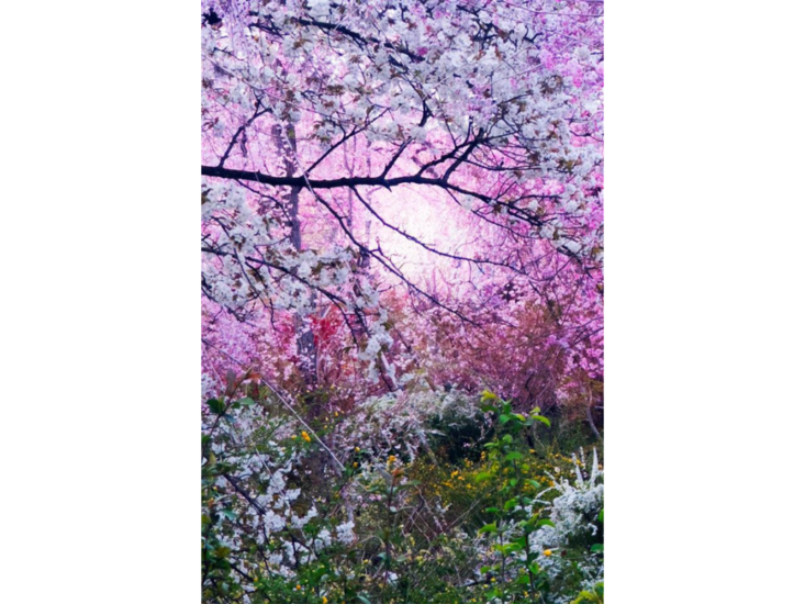 Mika Ninagawa　"無題／Untitled"　2023