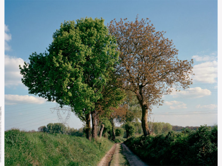 米田知子　Entwined - Trees in the middle of a former trench at the Battle of the Marne　2017