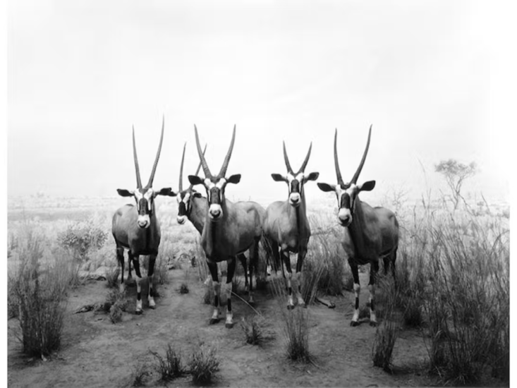 杉本博司　Gemsbok　1980