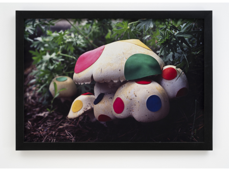 Nina Katchadourian　Renovated Mushroom　1998