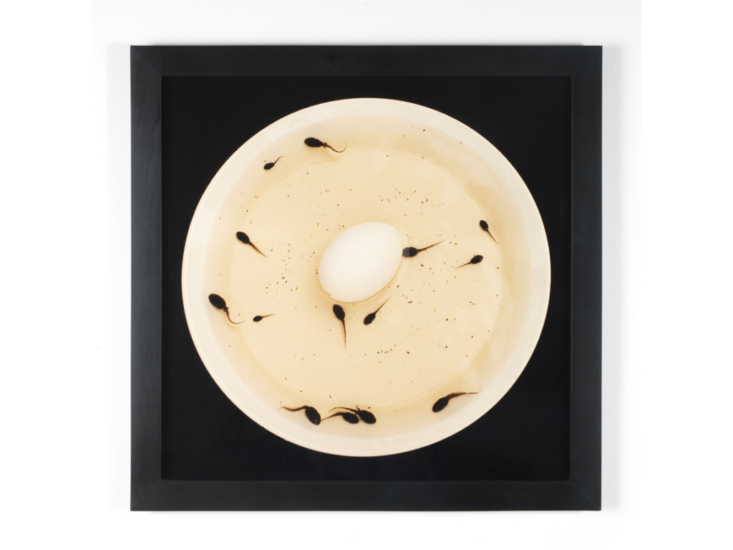 Nina Katchadourian　Artificial Insemination I　1998