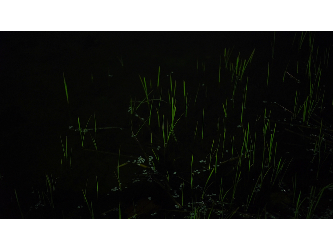 futoshimiyagi_170707_01
