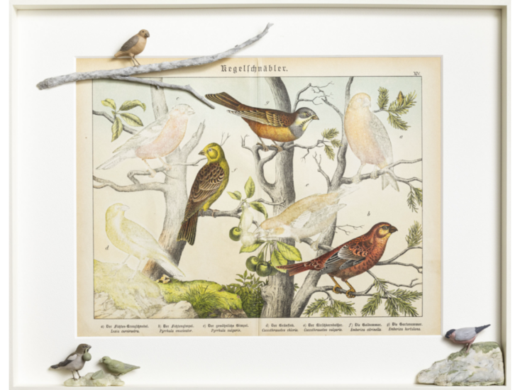 入江早耶　バードダスト（コニロストレス）　2025