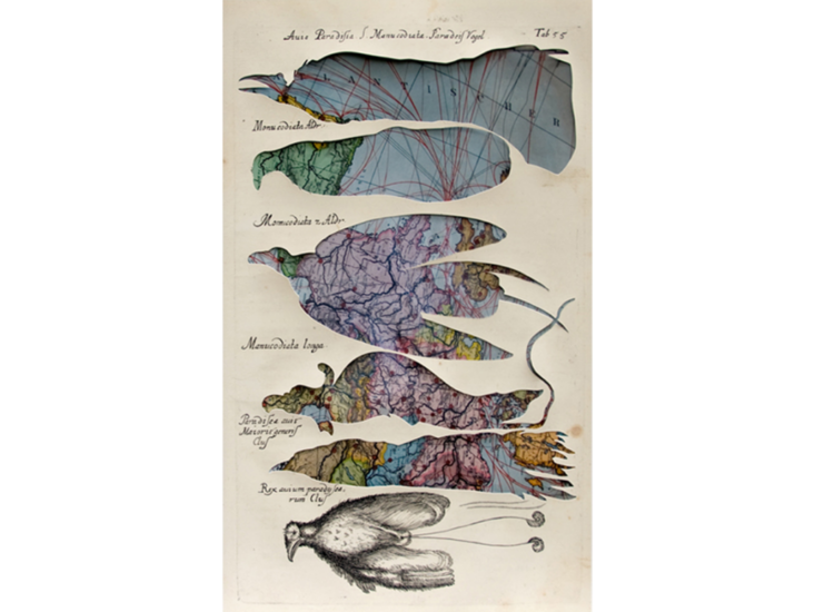 Gabriele Sturm　paradiese bird　2010