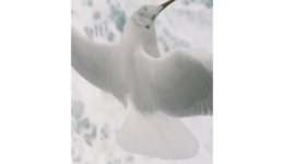 ittetsumatsuoka_250906_01