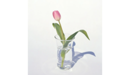 yoshihikoueda_250823_01