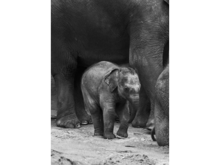 Charlotte Dumas　Elephant Ⅳ　2023