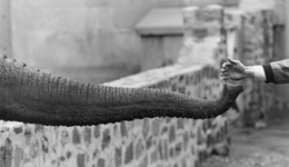 garrywinogrand_131207_01