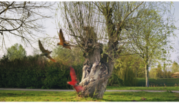 marijkevanwarmerdam_120225_01