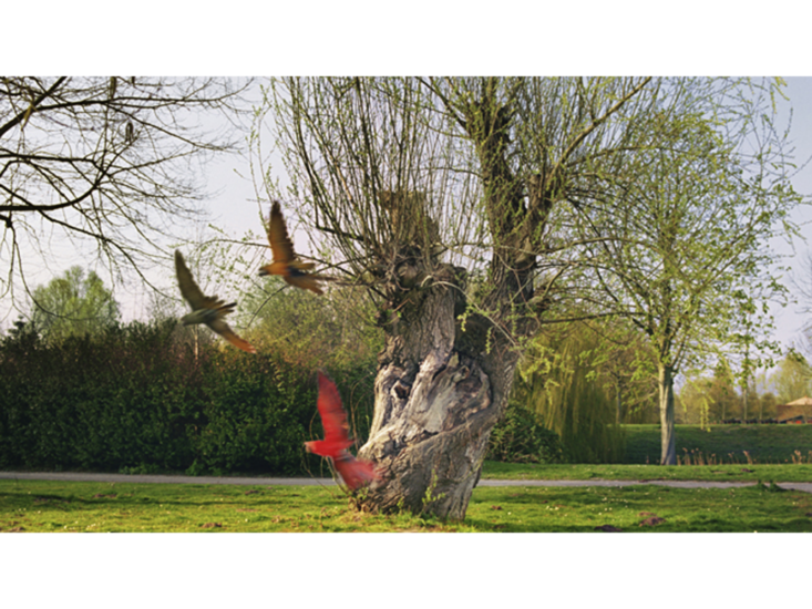 Marijke van Warmerdam　Face to face.　2011