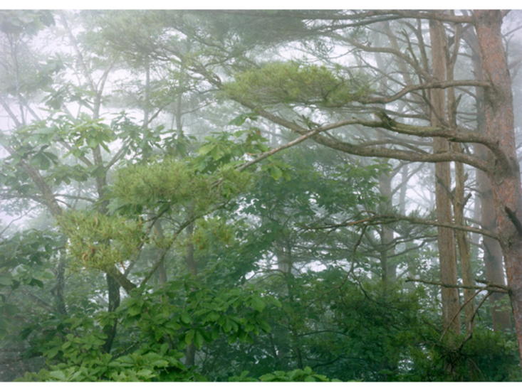 今井智己　Semicircle Law #16 2012.6.30 / 31km　2012