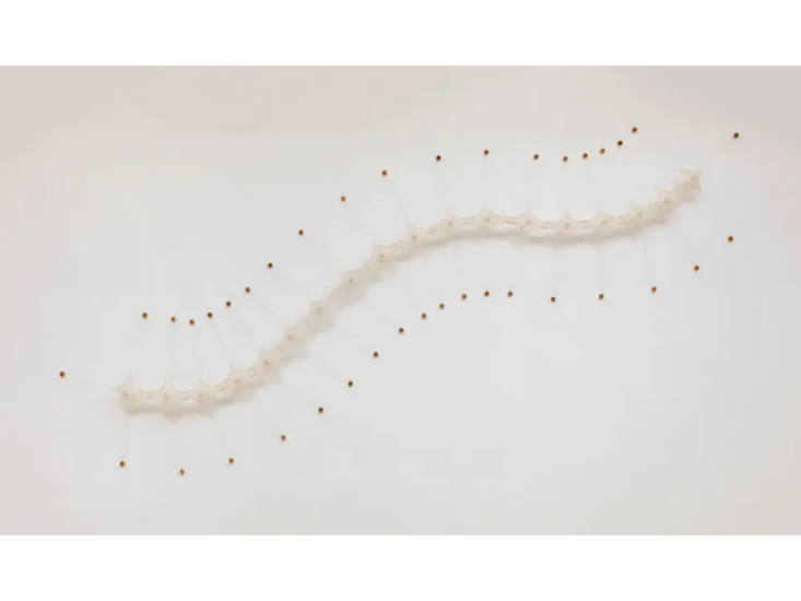 Ernesto Neto　InsePa 18　2026