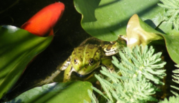 michelangeloconsani_260529