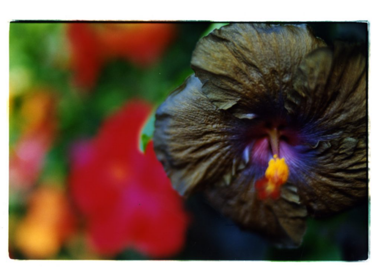 蜷川実花　noir　2010