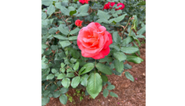 flowersinbox_260627