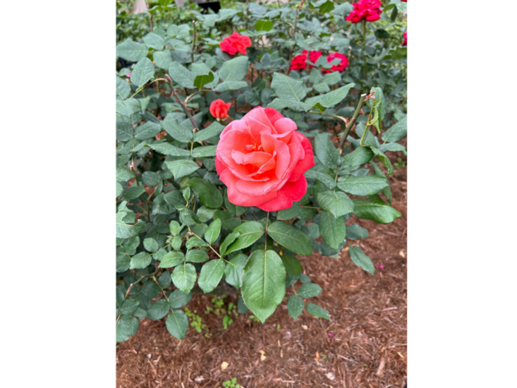 flowersinbox_260627