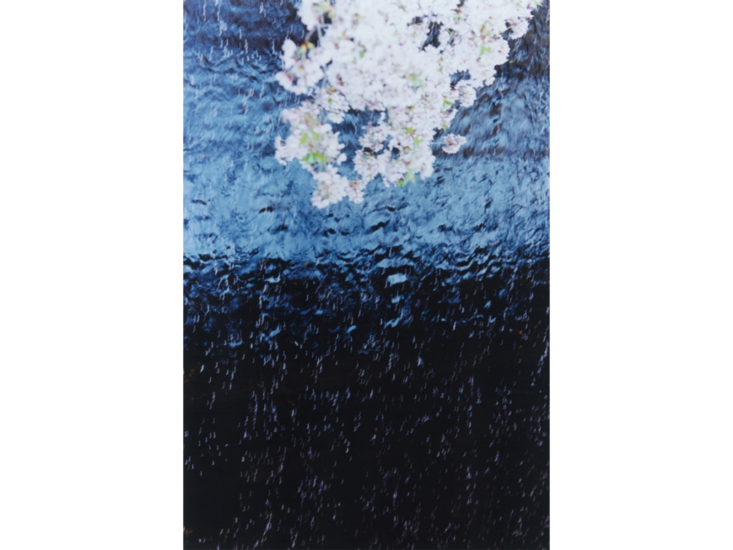 蜷川実花　PLANT A TREE　2011