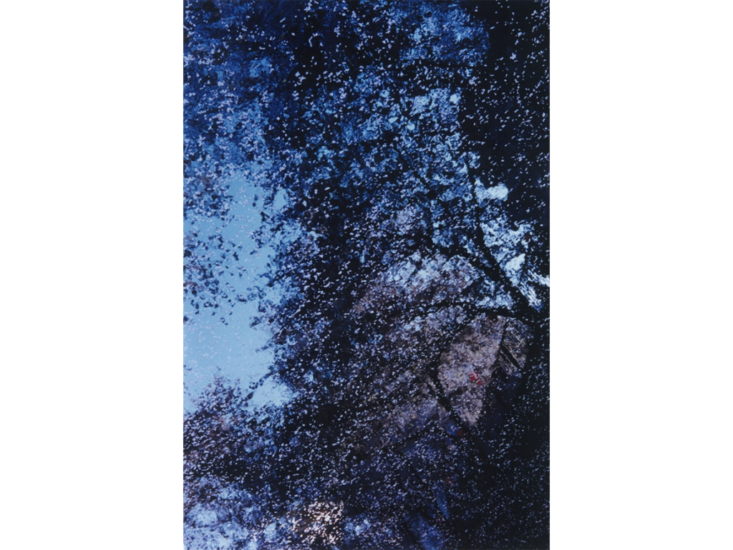 蜷川実花　PLANT A TREE　2011
