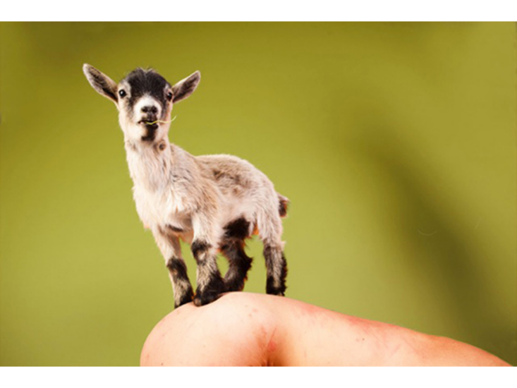 Ryan McGinley　Pygmy Goat (Calla Green)　2012