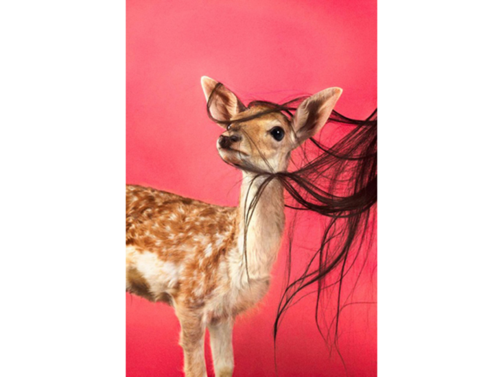 Ryan McGinley　Fawn (Fuchsia)　2012