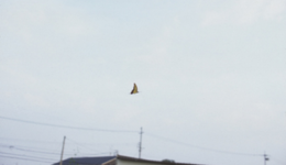 hitoshitoyods_100827_01