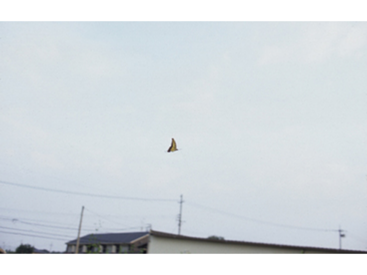 hitoshitoyods_100827_01