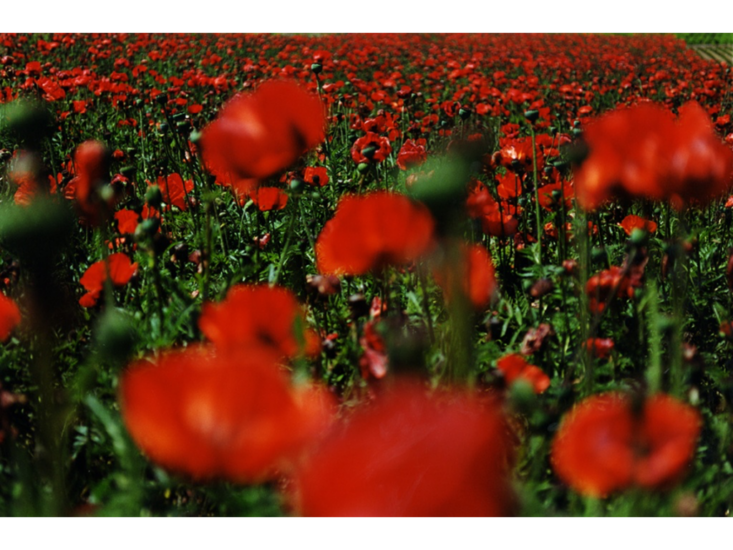 蜷川実花　noir　2010