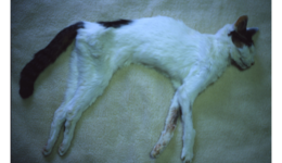 nobuyoshiaraki_100508