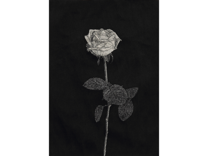 青山悟　Roses 6/6　2011